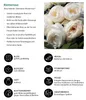 Dehner Rose Kletterrose Uetersener Klosterrose®, Züchter Produktbild-Vorschau 2