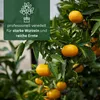 Meine Orangerie Mandarinenbaum Mezzo - veredelter Produktbild-Vorschau 4