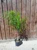 Königinpalme (180-200 cm) - Ideal für Wohnzimmer & Büro - Produktbild-Vorschau 2