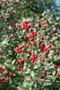 Crataegus monogyna, Eingriffeliger Weißdorn, 60–100 cm Produktbild-Vorschau 6