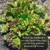 5 m de ruban de semences « Mélange de salades » (Lactuca Voir les images du produit 3