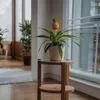 Ananaspflanze - Ananas comosus 'Mi Amigo' - Höhe 35-45cm - Produktbild-Vorschau 6