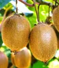 Close-up of kiwis hanging from a branch. Produktbild-Vorschau