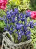 Iris reticulata 'Harmony', Zwerg-Iris, blau, ca. 9x9 cm Produktbild-Vorschau 9