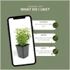 Plants by Frank | 48 Gelbe Spindelstrauch Pflanzen | Produktbild-Vorschau 5
