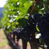 Vinná réva Zilga 2L Náhled obrázku produktu 3