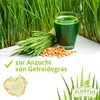 Artikelbild 14 von 'BIO Roggen' aus der Kategorie Getreidesamen Produktbild-Vorschau