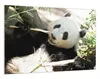 Wallario Wandbild Panda knabbert an Bambusstücken, Größe: Produktbild-Vorschau 2