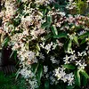 GreenboutiQ - Kletterpflanze - Clematis armandii - Blüte Produktbild-Vorschau 5