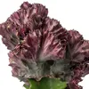 Bloomique - Euphorbia Lactea Cristata - Pianta cactus - Anteprima dell’immagine prodotto 3