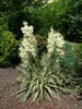 Palmlilie ´BRIGHT EDGE´ 30-40 cm, Cont. 2,5 l Produktbild-Vorschau 3