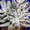 Senecio haworthii – biała, owłosiona roślina sukulentowa – Podgląd zdjęcia produktu 2