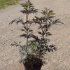 A potted plant with dark, feathery leaves sits on a gravelly surface. Produktbild-Vorschau