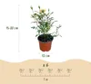 Green boutiQ - Gartenrose - Rosa Tricolor Fairy - Rose - Produktbild-Vorschau 5