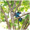 Makita DUC101Z01 Akku Kettensäge - Handkettensäge 18V LXT Produktbild-Vorschau 4