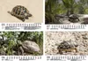Schildkrötenzauber DIN A5 Kalender für 2026 Schildkröten - Produktbild-Vorschau 3