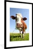 MuchoWow® Gerahmtes Poster Kuh - Tiere - Blumen - Gras Produktbild-Vorschau 1