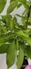 Close-up view of green leaves on a plant stem. Náhľad obrázku produktu