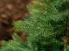 EVERLANDS Weihnachtsbaum Grandis Tanne 681454 Anteprima dell’immagine prodotto 3