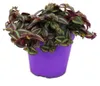Trio de plantes d'intérieur « Purple Leaves » : lot de 3 Voir les images du produit 4