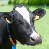 Animal Spotter® - Malý GPS tracker pre vášho psa, mačku, Náhľad obrázku produktu 9