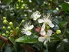 Surinamská čerešňa (Eugenia uniflora)  – 3 semená Náhľad obrázku produktu 3