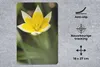 MuchoWow® Mauspad Mousepad Blume - Garten - Gelb 18x27 cm - Produktbild-Vorschau 2