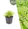 Planten van Frank | 48 Gewone varenplanten | Dryopteris Productafbeelding-voorbeeld 1