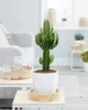 Bloomique - Euphorbia Acrurensis - Wilczy Mniszek - Kaktus Podgląd zdjęcia produktu 4