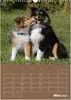 SHELTIES Herzensbrecher auf 4 Pfoten (Wandkalender 2026 DIN Produktbild-Vorschau 6