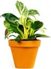 Gardners Philodendron White Measure, průměr 11 cm Náhled obrázku produktu 2
