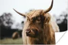 MuchoWow® Poster Schottisches Hochlandrind - Tiere - Hörner Produktbild-Vorschau 1