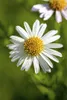 Leucanthemum vulgare, Margerite, weiß, ca. 9x9 cm Topf Produktbild-Vorschau 4