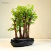Las bonsai Metasequoia P25 Podgląd zdjęcia produktu 3