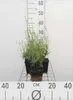 6 x  Lavandula int. 'Grosso' - Lavendel - Topf 9 x 9 cm Produktbild-Vorschau 1