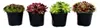 Sempervivum - Set composto da 4 varietà diverse di Anteprima dell’immagine prodotto 3