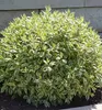 Tatarische Hartriegel ´ELEGANTISSIMA´ 10-15 cm, Cont. 1,4 l Produktbild-Vorschau 5
