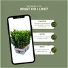 Euonymus Green Spire – japoński trzmielina – 12 roślin Ø7cm Podgląd zdjęcia produktu 5