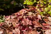 Purpurglöckchen Palace Purple, im Topf - Heuchera Produktbild-Vorschau 2