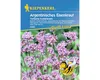Argentinisches Eisenkraut / Verbene, mehrjährig, Produktbild-Vorschau 1