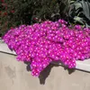 Exotenherz, plante couvre-sol - Mélange de Delosperma - Voir les images du produit 5