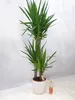 [Palmenlager] XL Yucca ele. 140 cm - 3er Tuff - Topf 24 cm Produktbild-Vorschau 2