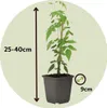 Jasmin - 3 Stk - Jasminum 'Officinale' - Höhe 25-40cm - Produktbild-Vorschau 2