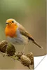MuchoWow® Poster Vogel - Rotkehlchen - Tannenzapfen - Zweig Produktbild-Vorschau 1