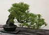 SAFLAX Dárková sada - Japonská černá borovice - Pinus Náhled obrázku produktu 5