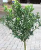 Ilex Heckenstar standardní 80 - 100 cm Ilex Meserveae Náhled obrázku produktu 2