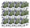 Plants by Frank | 72 Plantes de lavande vraie | Lavandula Voir les images du produit 1