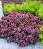 BALDUR Garten 6x Sedum Sun Sparkler® Sedoro Blue Elf, je im Produktbild-Vorschau 1