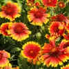 6 x kokardová kvetina  - Gaillardia 'Kobold'  | Kvetináč 9 Náhľad obrázku produktu 2