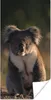 MuchoWow® Poster Koala - Sonne - Tier - Kinder - Jungen - Produktbild-Vorschau 1